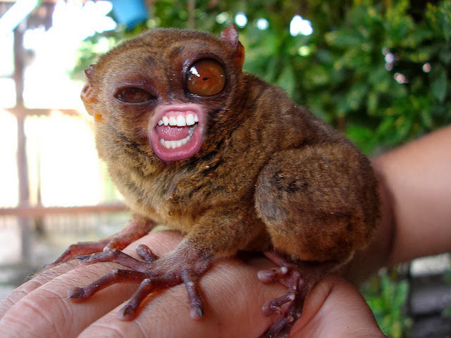 Tarsier with silly Daniele Hopkins mouth
